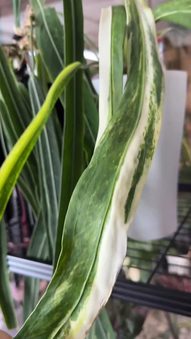 Which is your favorite longboi?
Specimen plants and wholesale potted plants are now available in our shop with prices listed at our website www.rareplantstissueculture.com/wholesale-potted-plants
#anthuriumvittarifoliumvariegated #anthuriumpallidiflorum #anthuriumwendlingeri