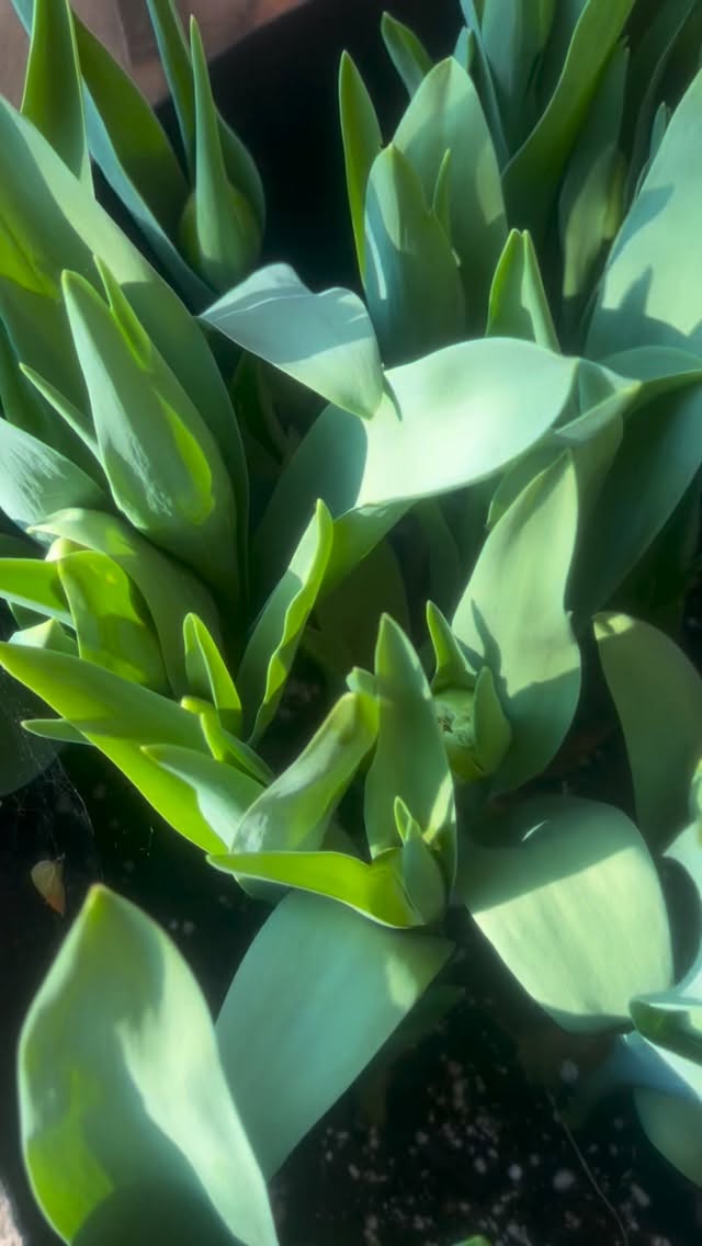 Tulips 2026 @ecoeventplanners
#sanfrancisco #tulips #sf