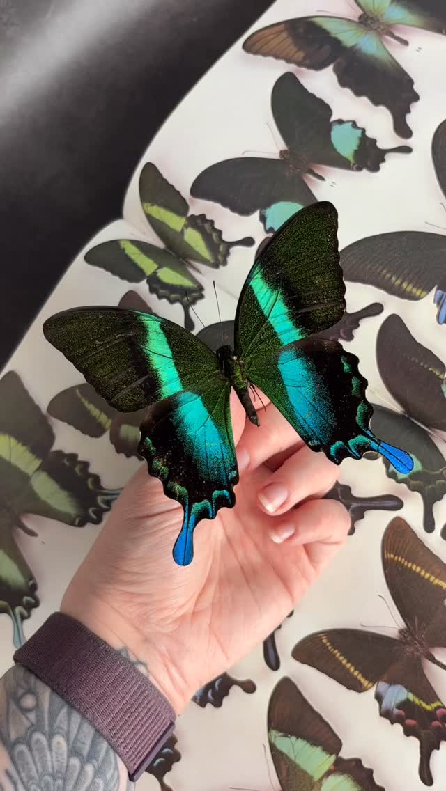 Green Swallowtail (Papilio Blumei) showing off its speckles!
Available on our website in Black, Grey, White or Gothic Style Frames
#naturalhistory #entomologyart #taxidermyart #butterflyframe #butterfly