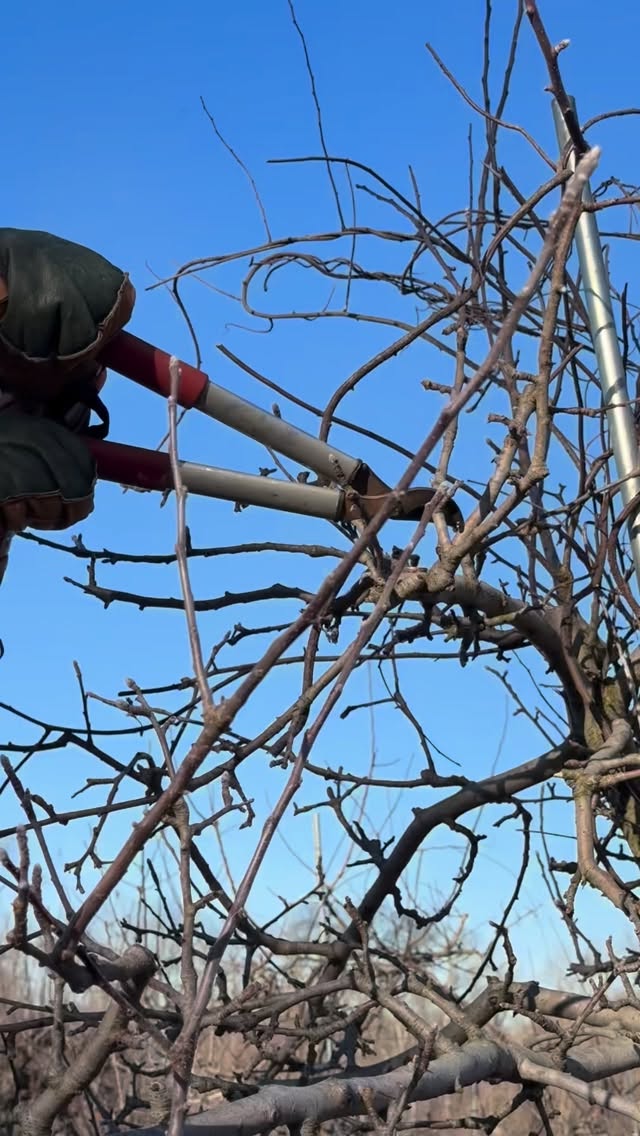 Farmer Fitz’s brain while attacking 1,800 apple trees 🍎
#orchardlife #farmtok #appleorchard #winteronthefarm #farmerlife