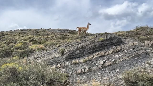 Did you know that we every service booked this year you contribute to create a documentary to protect cougars in Canada? We are proudly supporting #pümakalfündocumentary and we want to thanks a lot to @timothydhalleine @gastonbarrf @wildframeschile @albertawildernessassociation @congarra7 @elmeligisarah
We live with a clear purpose and vision.
Today we finish our second stage of this journey in #torresdelpainenationalpark with incredible milestones, memories and meetings great people.
We came to this world to create a visual legacy.
Help us to spread the word
Victor, Claudia and Santino
#contentcreatorlife #guanaco