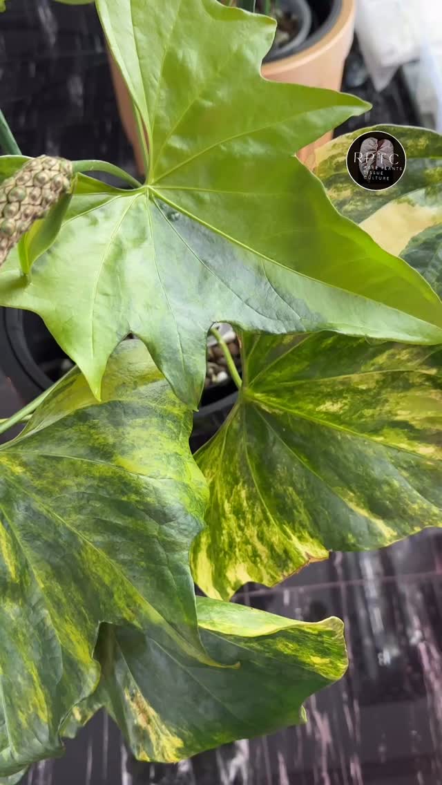 For lovers of giant anthuriums, these 3 gorgeous close relatives coming from the prehistoric times can grow dramatically large 🦕
Specimen plants and wholesale potted plants are now available in our shop with prices listed at our website www.rareplantstissueculture.com/wholesale-potted-plants
#anthuriumpterodactylvariegated anthuriumclavigerumvariegated anthuriumpedatoradiatumvariegated