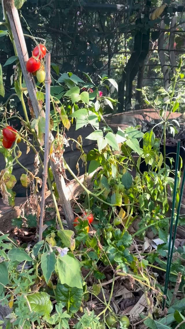 A pretty intense and exciting week as we get closer to moving day 🌿 ☀️ 🤪
Plants are on the move, a new landscape design is taking shape at our new (still temporary) spot, old spaces are being tidied, refreshed, and lovingly closed.
We’re lifting and relocating so many of our established plants, setting up intentional spaces once again, and simply elevating the entire landscape in the shortest time possible! 🌳
And in between all the madness… we’re harvesting these beauties! 🍅 🍅 🍅
Cutting into homegrown tomatoes in this heat is honestly soooo darn satisfying!!! There is quite literally nothing better than homegrown tomatoes! We’re all taking a bite today of these today!
Cannot wait for our new kitchen garden to take root.
Watch this space!! 👣🌾🪻🐝