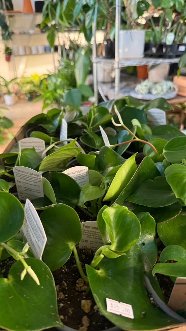 Peperomia Raindrops are fully stocked up and ready to go home with you!
#booshnursery #plantlover #indoorjungle #plantshop #seattle #plants #smallbuisness #plantnursery #peperomia