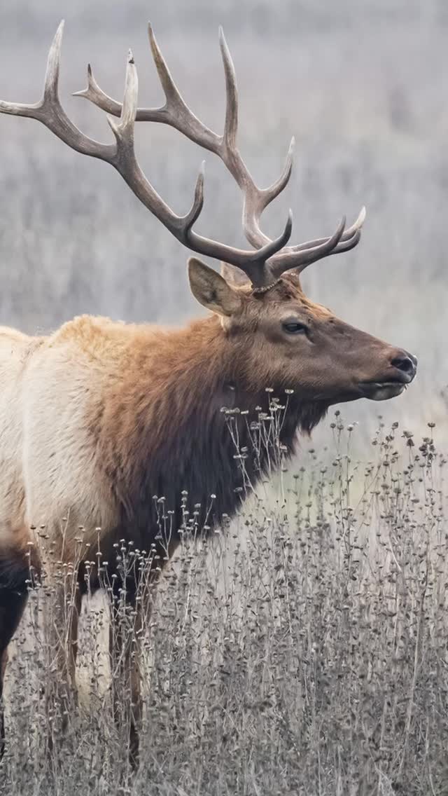 Entered the WERC 2nd annual photo contest. Entries are free. Go to www.WERC-ca.org to enter. #wildlifephotography