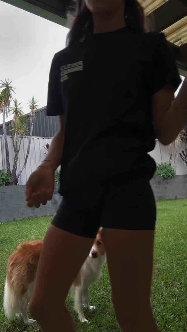 This is Archer running the exact same behaviour but being paid in three different ways. Pretty easy to work out what he considers as low value, medium value and high value in the way he executes his “spin”. @clevercanineco.sarah and I plan to do a more in-depth video about this soon ❤️🔥