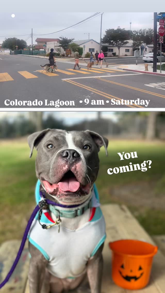Come walk with us! Saturday, Colorado Lagoon, 9 am on the corner of Orlena & Vermont. N see you soon!
Our walks respect you and your dog’s need for space, help dogs learn to be calm around others and create an opportunity for us to meet and support each other. Walks among others can satisfy our dog’s need to belong and often lead to a long nap afterwards. And if you need help with any behavior challenges, we can offer suggestions to help you overcome or manage them. Please reach out!
Some of our dogs are scared. Some are shy. Some are reactive. Some are friendly, but learning how to be calm around others. We maintain these rules on our walks: a minimum of ten feet from others (unless dogs are together), one dog per handler, a six-foot or shorter leash (no retractables, please) and NO dog intros. It is everyone’s responsibility to keep their dogs safe and safely under control. If you can follow our rules, you are welcome to join us. Please feel free to use a muzzle if your dog would benefit from it. If you’re not sure if your dog would do well at a pack walk, please message us for more information.
#packwalk #longbeachdog @beau_beau24