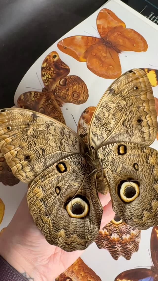Showing the Owl Butterfly up close 🦉🦋
Available on our website in Black, Grey, White or Gothic Style Frames
#naturalhistory #entomologyart #taxidermyart #butterflyframe #butterfly