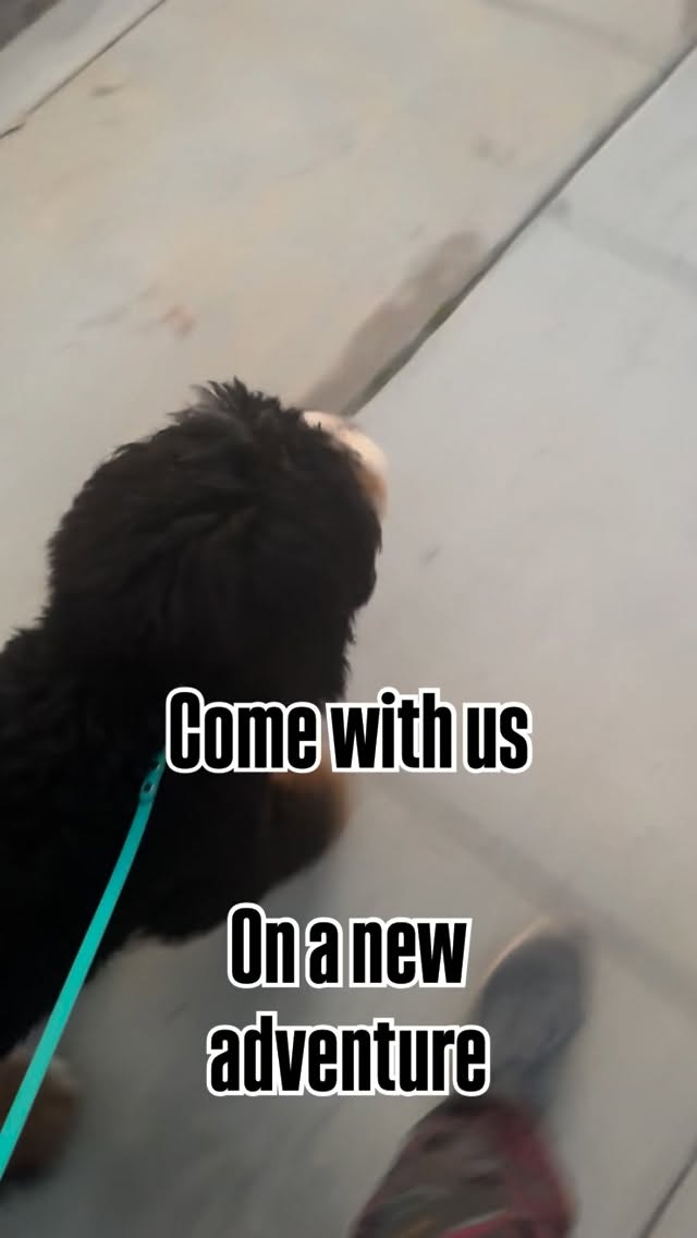 Loud. Moving. Intense.
Trains are just another form of exposure for dogâs brain. Real life isnât quiet. Thoughtful exposure to loud, moving machines like trains teaches dogs how to process stress without panic. This is how we build stable, city-ready dogs.
Confidence is built, not avoided. Watch Bamba, 6 mo old pup totally processing this on like a champ #citydogslosangeles #dogbehavior #dogtraining