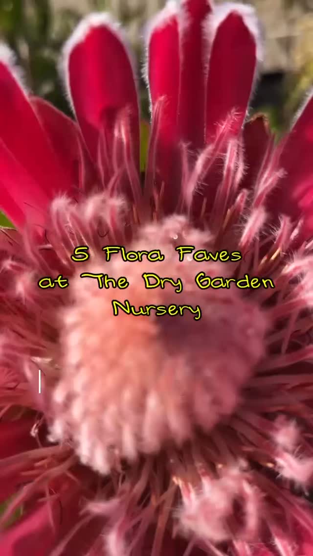 Blooming in winter ‧₊˚❀༉‧₊˚.
#plantsofinstagram #oaklandplantnursery #bayareaplants #eastbaynurseries