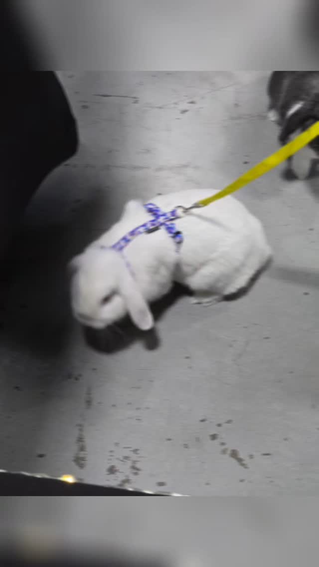 Love our bunny customers!
Don't forget, we make more than just collars! 😉
#bunnyharness #rabbits #smallbusiness #handmade #harness