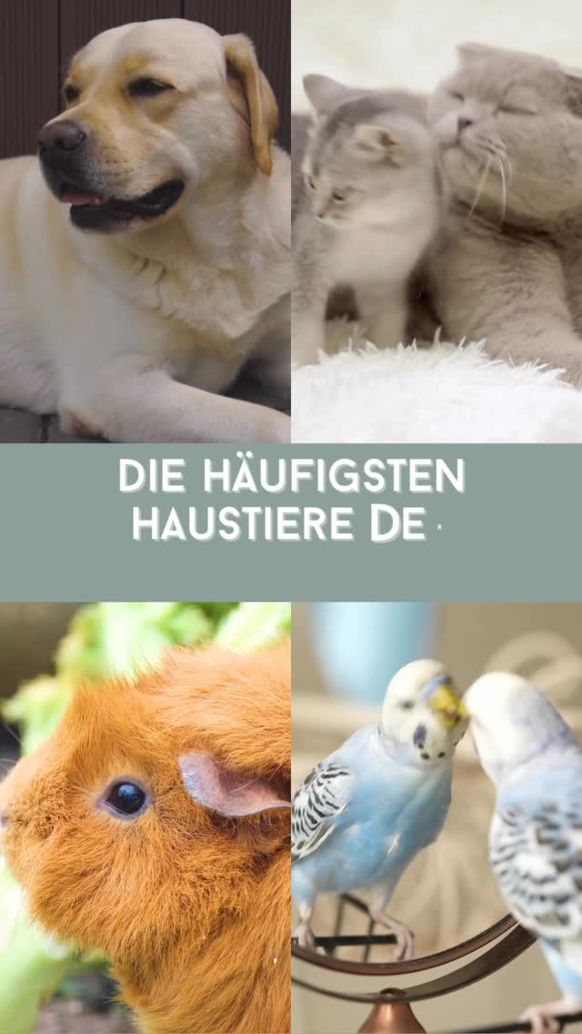 Unsere Heimtierausweis Hülle ist die ideale Hülle für den Heimtierausweis oder Impfausweis deiner besseren Hälfte! 🐶🐱🐹🐤
Die Hülle ist mit dem Namen deines Tieres personalisierbar und in 3 Farben und 3 Designs erhältlich🙌🏻
Euer NM Team🤍
#heimtierausweishülle #heimtier #haustier #fellnase #katze #hund #hamster #wellensittich #impfpass #unterlagen #personalisiertegeschenke #handmade #munichbrand #nessismanufactur