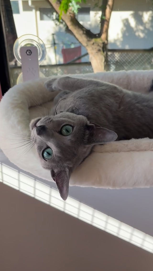 The goal:
Endless scratches in the comfort of the window bed!
Mission accomplished 😎😎
#russianblue #petsofig #bestkitten #newzealandlife #petsofinstagram #petsofinsta #petsofauckland #aucklandpets #kittensofig