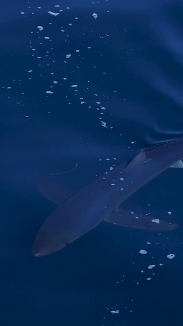 There’s something in the water 🫣🦈
In a first for our company and in captain @devin.hunt’s experience in the Santa Barbara channel, we saw over 20 BLUE SHARKS on today’s trip!
Old timers tell tales of seeing so many blue sharks in the channel, you could practically walk across them to the islands. In modern times, gill netting and long lining practices have taken a toll on the blue sharks populations; we rarely see them on our trips anymore.
To see over 20 is impressive, and speaks to the resilient nature of our oceans. Who’s to say what caused this abnormal aggregation of sharks on today’s trip, but maybe it’s a sign for a hopeful recovery of this once abundant species!
#blueshark #santabarbarasharkwatch ?