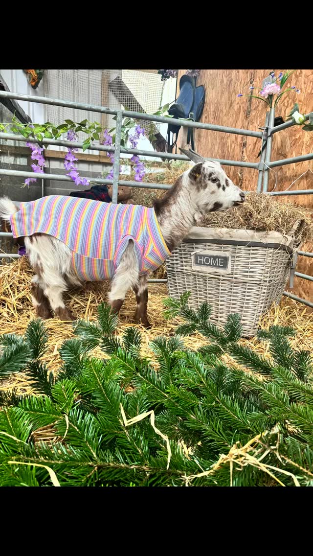 Meet Nelly & Nora - our party-loving
Pygmy goats 💃🏼🐐
Dressed to impress and always up for a good time.
Got a party? They’d love an invite! 🥳💕#partyideas #pygmygoat
#birthdayideas #cuteanimal #woodlandsalpacafarm