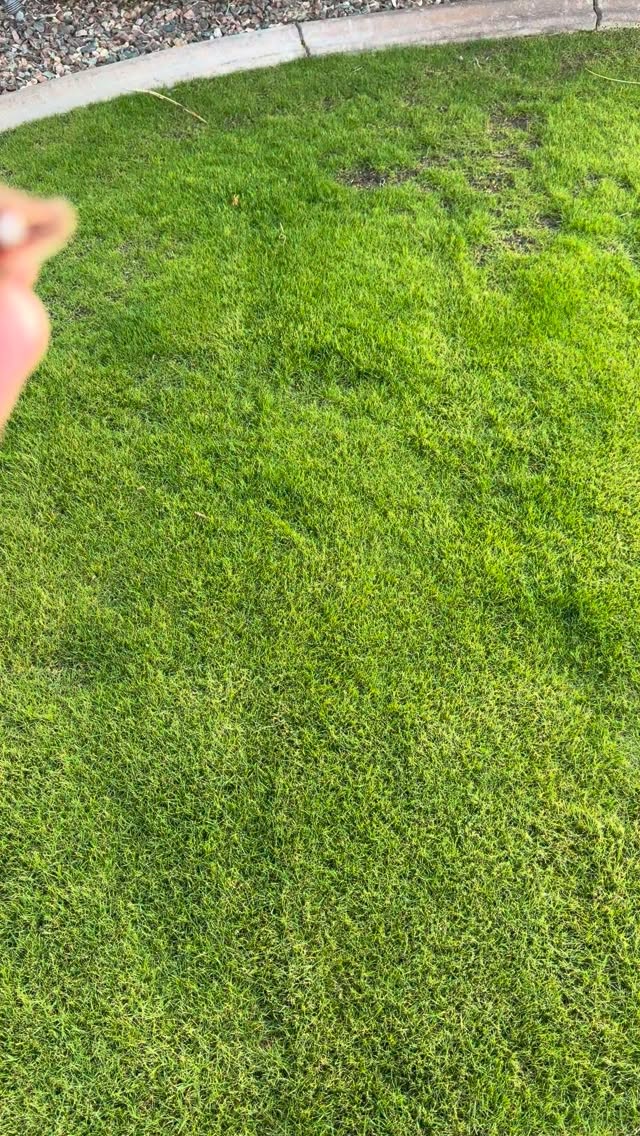 Added a small group of absolutely phenomenal red super blotch gargoyles to our group as an added project alongside our red 6 stripes. Going to try my best to remain patient with these guys as they grow out!! Huge Thank you to @sundown_reptiles for providing quality service and excellent animals. #gargoylegecko #redsuperblotch #rubyreptiles