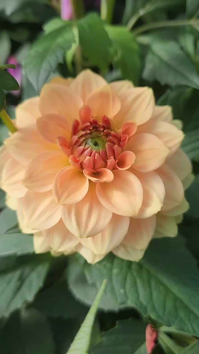 Looking back at the 2025 seedlings with fresh eyes 🌱
This soft peach seedling was a little crowded out by its taller siblings — you can see the pink petals that have fallen onto it. We’ll see how she fares this year. Perhaps she’d make a good pot dahlia, or a front-of-the-border variety?
Winter reminds us how precious summer blooms really are… and clears the lens just enough to see them properly.