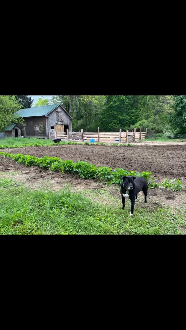 2025 year in review part 2!
When the farm came back to life!
♥️🌱🌸