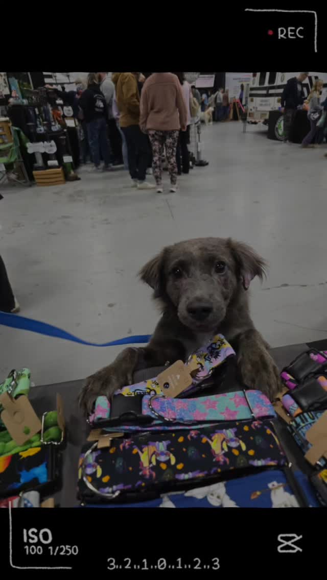 I forgot to take pics most of the time we were at the expo. 🤦🏻♀️ But, here are a few cuties that stopped by my booth!
#petexpo #smallbusiness #dogcollar #rabbitharness #dogproducts