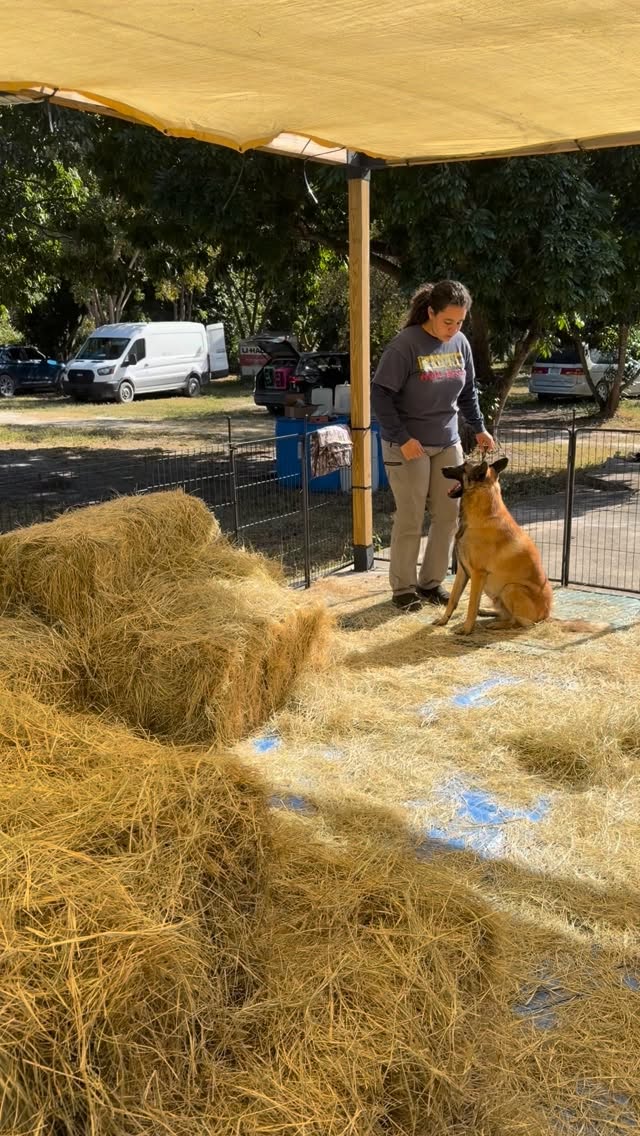 Yesterday Puff, Kaiju, Excalibur and Atara tried out barnhunt!
They all had a blast and I’m so excited to add another versatility sport. Thank you @hom_bull_wdc / @inner.k9 for hosting
•
•
#sportdog #belgianmalinois #barnhunt #malinois