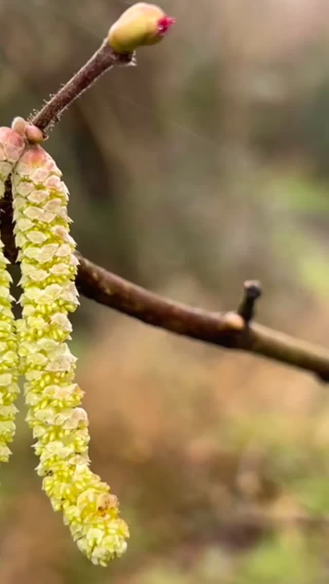Nature walk in college lake that left us feeling
revitalised, energised and happy 😍
#healthybodyhealthymind ✨