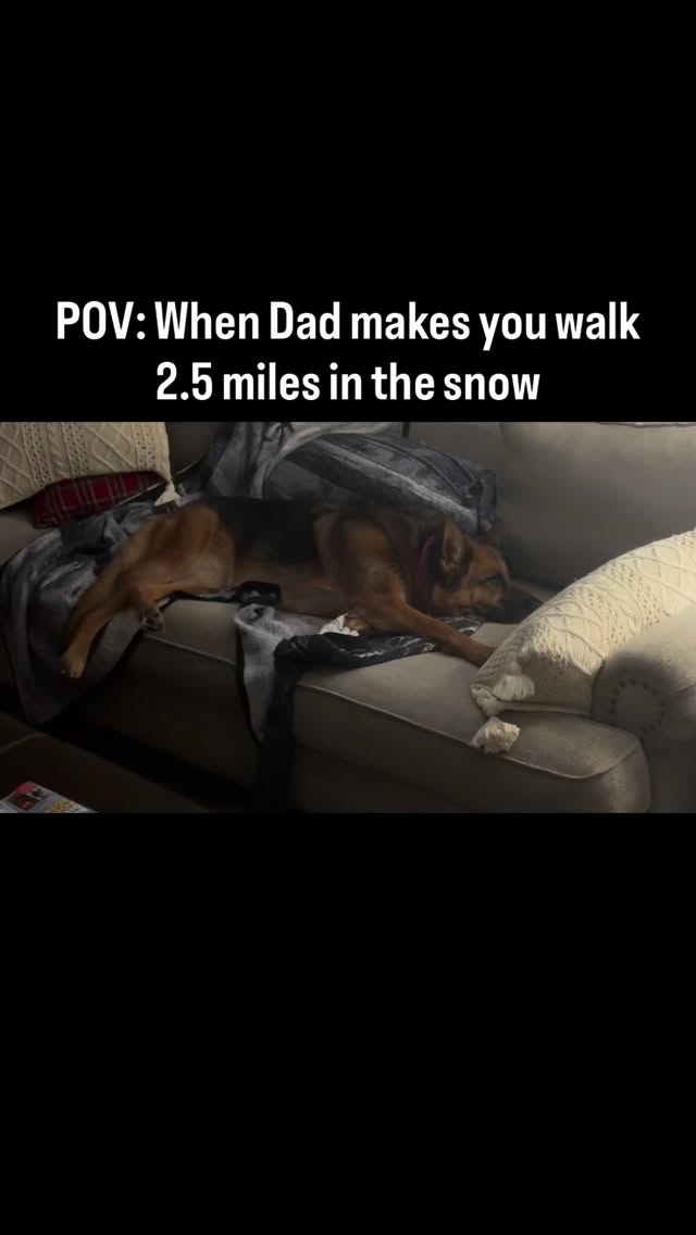 #dogsofinstagram #gsd #gsdofinstagram #gsdlife #sleepypuppy