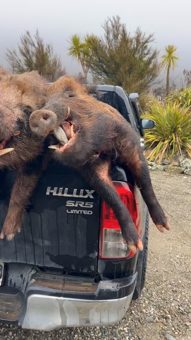 Good couple days with the dogs ! 🐗 #pighuntingnz #southislandhuntingnz #huntingwithdogs #hunting