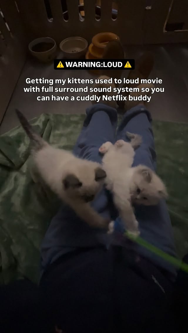 I’m very dedicated, you see?
𓋭𓋭𓋭𓋭𓋭𓋭𓋭𓋭𓋭𓋭𓋭𓋭𓋭
Please visit our website for kittens inquiries.
Link in bio.
𓋭𓋭𓋭𓋭𓋭𓋭𓋭𓋭𓋭𓋭𓋭𓋭𓋭
#ragdoll #ragdollkitten #fluffykitten #gato #cutecat