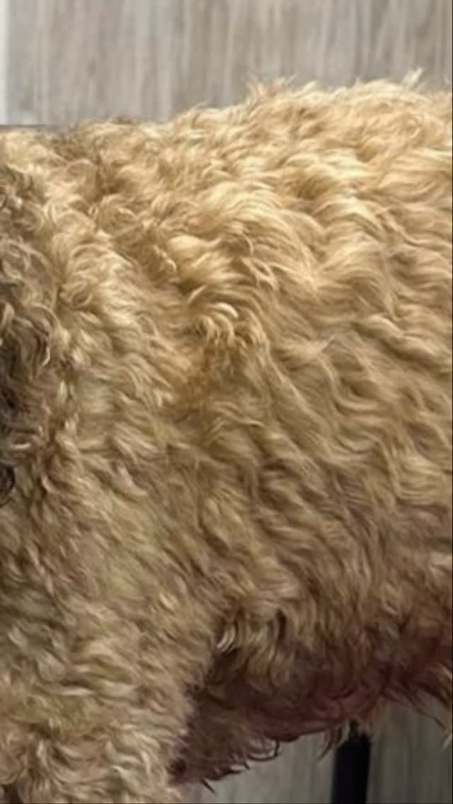 Get a Teddy Style Groom For Your Doggy
Scruffy Dogs Cardiff
Call 02922 802554
Or book at scruffydogs.net
47c Cardiff Road, just off Llandaff High Street
#cardiff #cardiffdogs #dogsofcardiff #Cockerpoo #teddydog