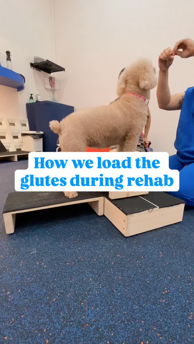 In our previous post, we shared how the gluteal muscles support hip stability and forward propulsion.
Here are examples of how we load the glutes during rehabilitation, depending on a dogās assessment, pain levels, and stage of recovery.
The same movement can help one dog ā and overload another.
This is why we donāt prescribe exercises in isolation.
Movement quality always comes first.
šØ For educational purposes only. This is not a substitute for a physiotherapy assessment.
#nimblepawspet #movementmatters #dogphysio #nimblepaws #petwellness