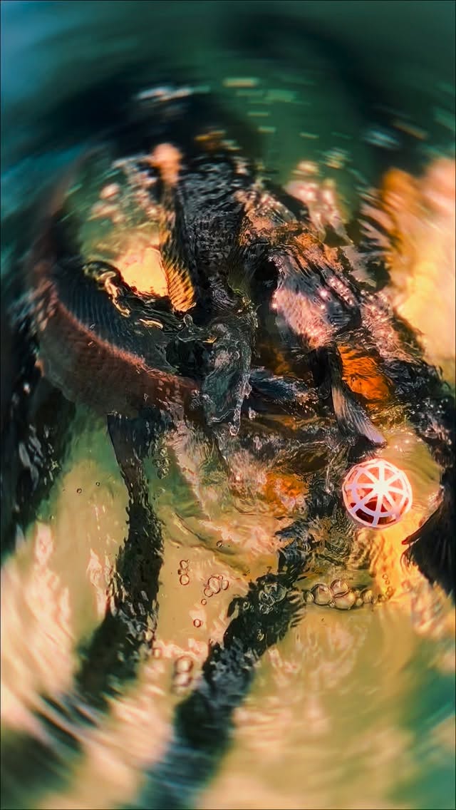 Join us at CWW Charters in 2026 for your fun day on the water! #inshorefishing #inshore #troutfishing #trout #drumfishing #bullreds #inshoreslam #speckledtrout #striperfishing #largemouthbass