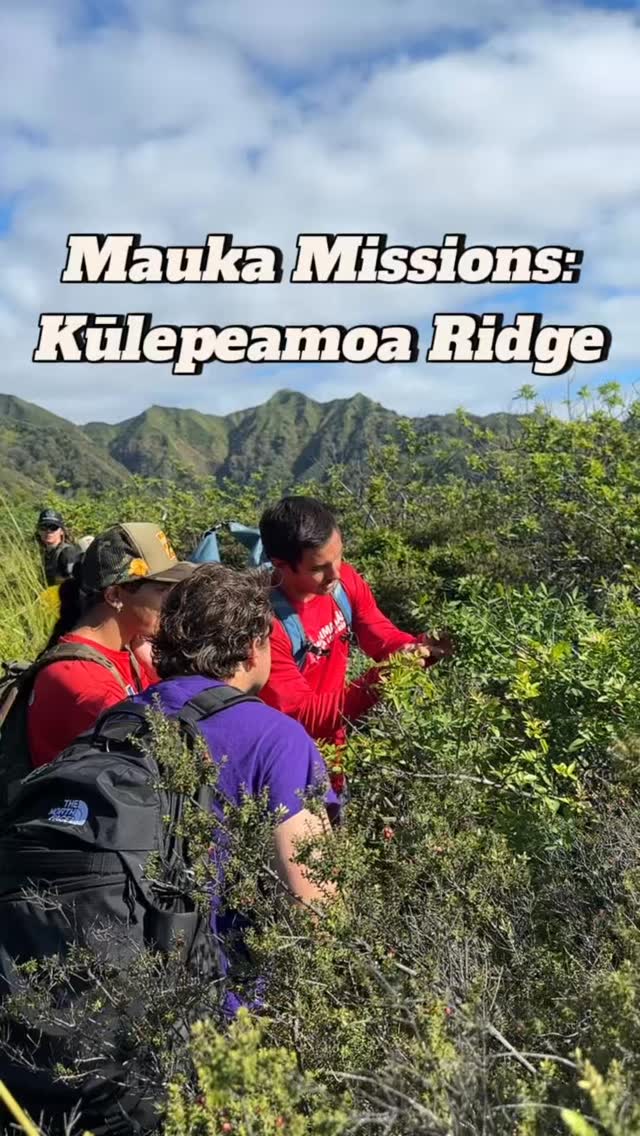 We hiked Kūlepeamoa Ridge today, led by our botanist, Miles Thomas!
Mahalo Miles for sharing your manaʻo with us and stopping for many laughs along the way!
#hiking #conservation #nativeplants #botanize #hawaii