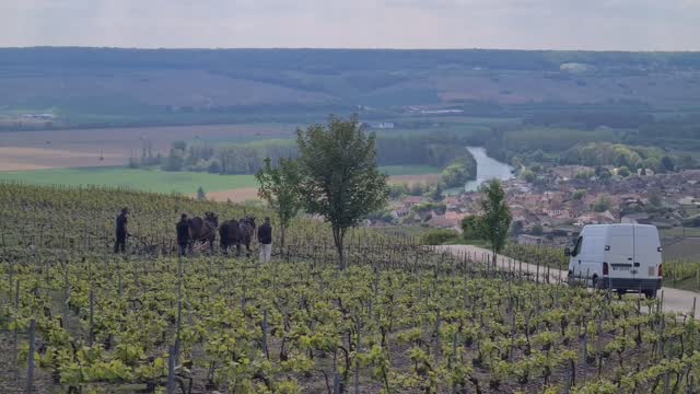 Tradition meets sustainability. 🥂🐎
Horses are back in the vineyards of Champagne! By ditching heavy machinery for horse power, winemakers are protecting the soil and honoring centuries-old heritage. This is what the future of luxury looks like.
#Champagne #Viticulture #Tradition
#champagne #champagnelover luxurylifestyle champagnelovers champagnelife champagneaddict champagnesecret champagnemoment luxurystay privatetours privatechampagnetours gastronomy champagneluxurytrip