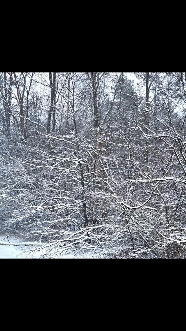 The peace and tranquility of a snow storm in Midland County, Michigan.
#winter #wintertime #winterishere #wintersolstice #wintermood #seasonal #beautiful #michiganphotographer #puremichigan #michigan #puremichigan #peaceful #serene