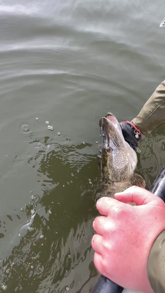 See you again miss croc!
#fishingguidenetherlands #catch #pike ##catchandrelease