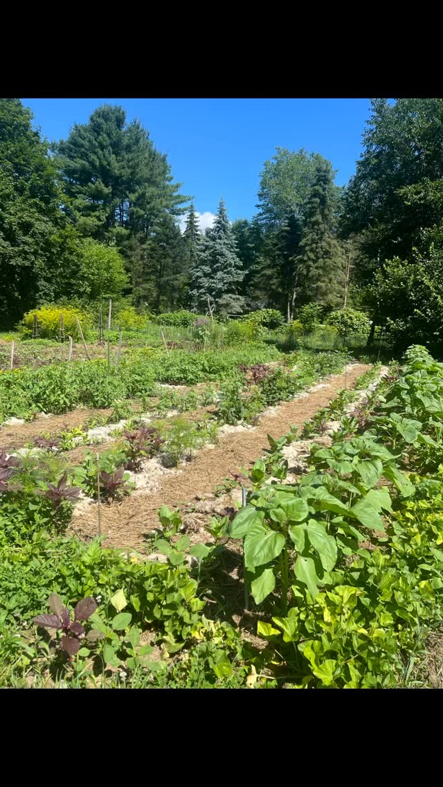 2025 year in review part 3!
The heat of the summer made the gardens explode!