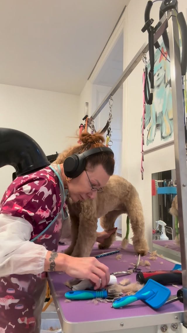 #grooming #hundesalon #hundesalonluzern #labradoodle #schweiz