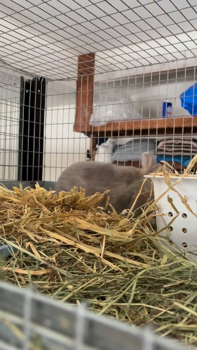 Single mom. Built the nest herself. Didn’t ask for help. 💅🐰🤣Netherland dwarf babies coming soon! ❤️