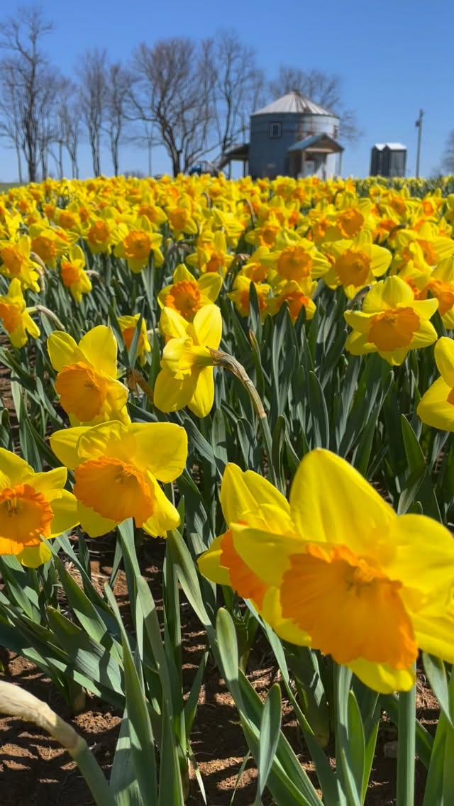 For anyone dreaming of warmer weather, this is just two months away… 🌼
#aroundthecorner #daffodildays #daffodilfield #daffodils🌼