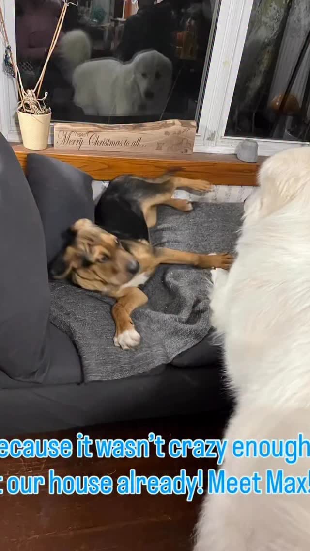 #thistlehousefarm #carefarm #puppylove Welcome to the Thistle House Farm family Max!