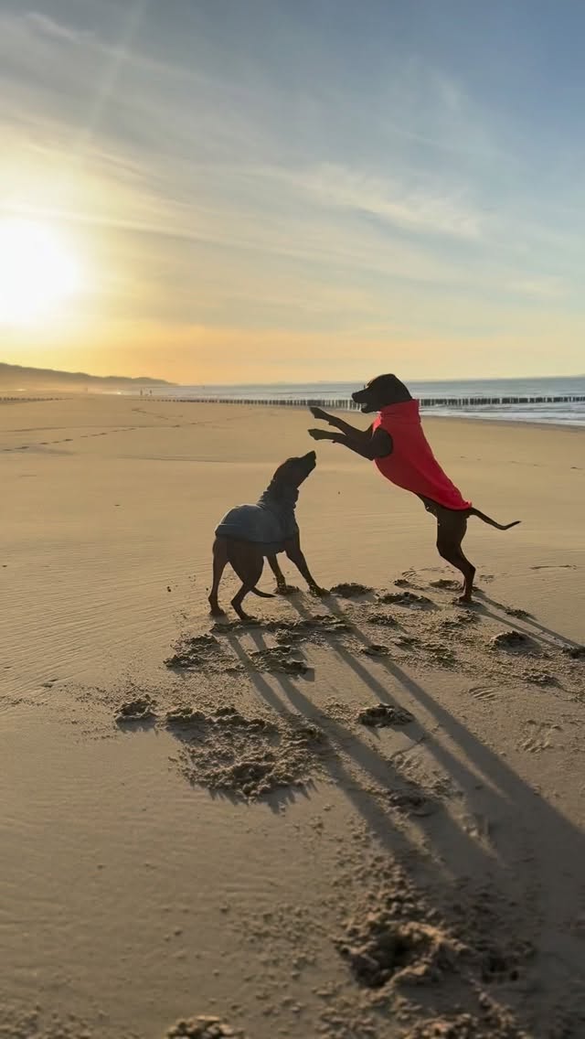 Tänzchen in der Sonne ☀️ Ivy und Chance sind mein kleines Strandglück. ✨🐾
.
.
#rhodesianridgeback #dogs #dogsonthebeach #dogreels #playingdogs
