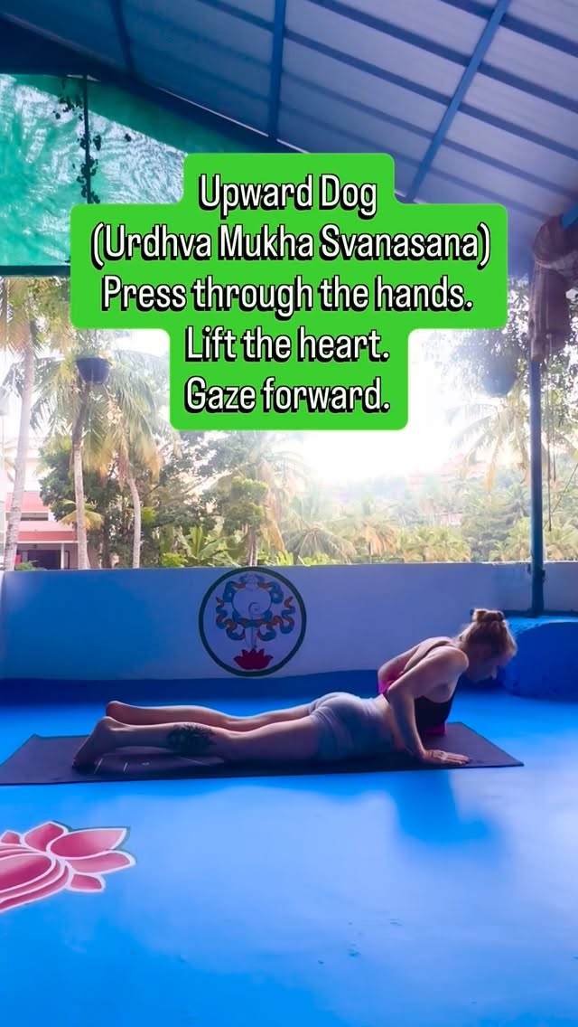 Day 21 of 31 days of yoga 🧘♀️
Upward-Facing Dog is a strong backbend that opens the chest and shoulders while strengthening the arms and spine.
This pose builds energy, improves posture, and encourages an open, confident heart.
Lead with the chest. Breathe into the lift.
#2026 #challenge #fyp #selflove #yoga