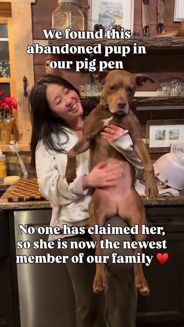 We called all the vets in the area, animal control, posted "found" posts, no collar, no chip. We have named her Maya and are grateful God has brought her to this home where she can be loved and well taken care of.
#dog #dogs #dogsofinstagram #founddog #puppylove