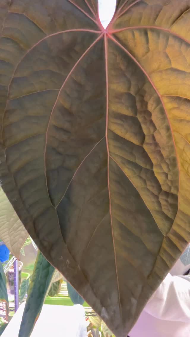 Perfectly imperfect—just like this anthurium leaf. Nature doesn’t erase its flaws, and neither should we.
If she can wear its imperfections proudly, so can we! 😉💚💚
Luxurians x RC 🌱
#imperfectionisbeauty #perfectimperfect #keepinginstagramreal #plantlife #anthuriumaddict #growtentissues #plantsaremedicine