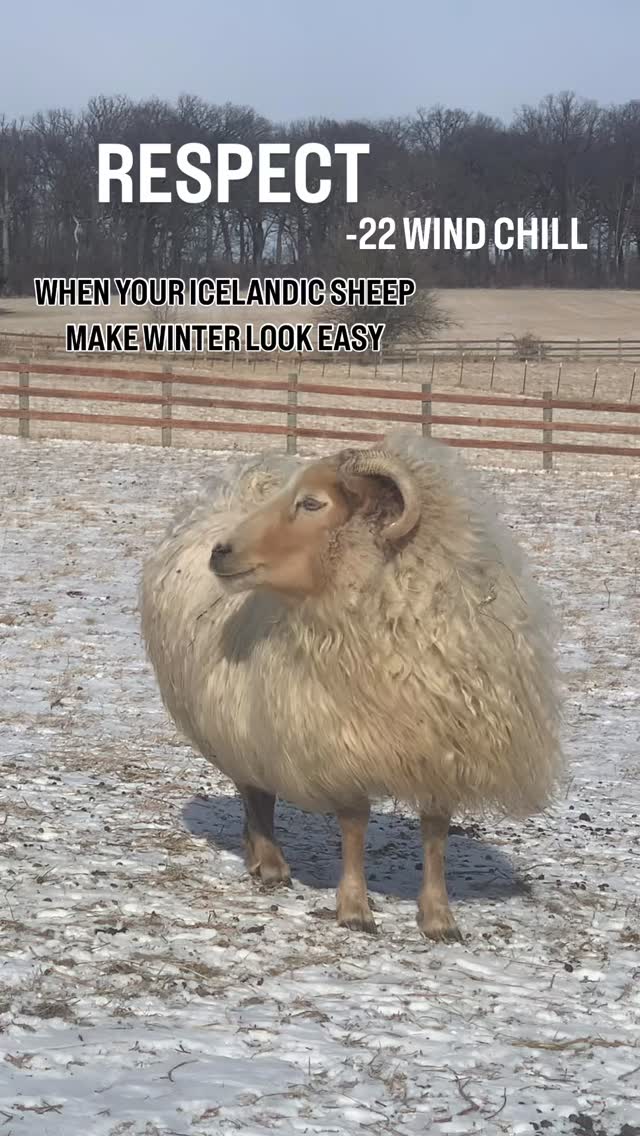 Alena sustained a severe horn injury as a lamb, but it hasn’t stopped her from growing into a stunning ewe. She’s turning 7 this Spring & one of my favorites. A steady, calm matriarch who despite making the move from northern coastal California where she hardly ever experienced cold weather, much less negative temps, has slowly found her place here. Watching her, wool blowing in -22 wind chill today, calm as she can be… I had to capture it before my phone went dead. The lustre of her wool nearly glows in the frigid air.
Alena reminded me of a heroine of old: strong, beautiful, regal, & perseverant. Her ewe lamb, Rupi, is one of my favorites from last season. I’m beyond excited to meet her lambs this season.
For everyone enduring bitter cold, hang in there! We reached -26 wind chill this morning, which is right when my face begins to ache, & any chance of feeling my fingers becomes a fantasy. Stay warm & safe.
#icelandicsheep #windchill #homesteadliving #homesteadlife #wool #wooliscool #midwestwinter #shepherdess #sheepfarm #woolyarn #grassfed #sheep