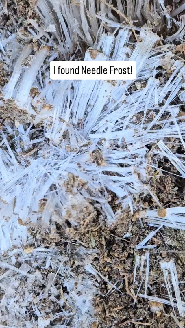 While hiking today with Margie we found this amazing Needle Frost. It's created when the air is freezing and the ground is above freezing, causing water to be pushed up to the surface in a capillary action which creates these needle- like shards of frost. So beautiful!
.
#needlefrost #pnwhiking #dirtyharrysbalcony
