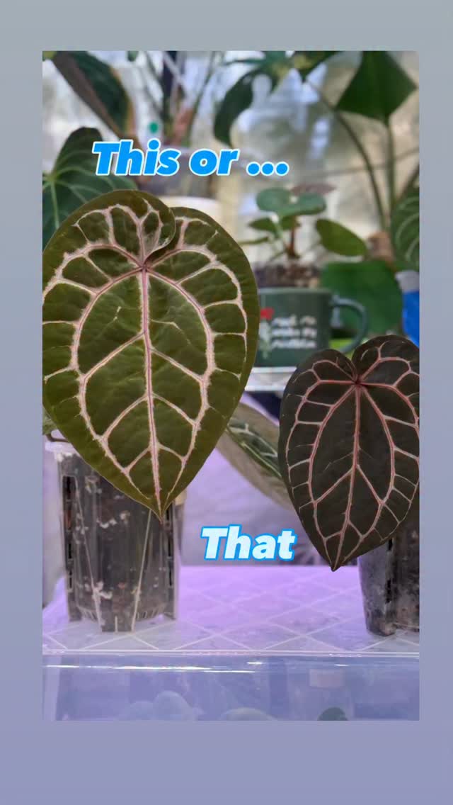 I love this Tezula Purple Crystal so much, I bought one, forgetting I already have one in the tent.
Both are from @urbanleafshop 💚🌱
Which form do you prefer? Or are you like me, pick both why choose. 🤭
#plantsmakepeoplehappy #plantcommunity #supportsmallbusinesses #plantparents #plantbrain #anthuriumaddict #anthuriumpurplecrystal #purpleveins