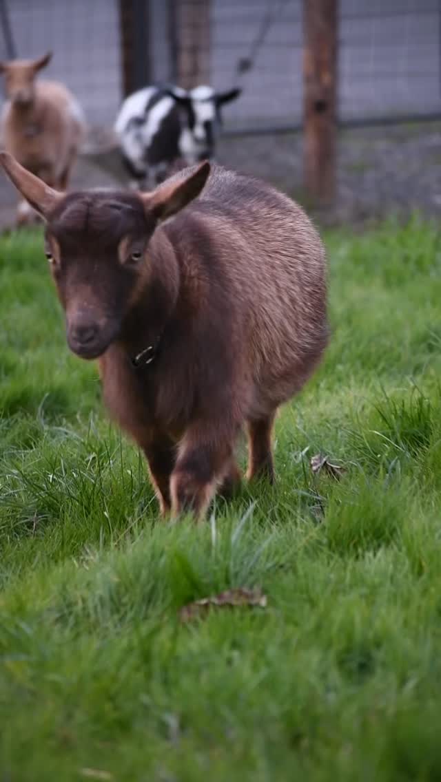 A slow evening at Rockin J Farm 🌾🌥️
#farmlife #photography #farmphotography #dairygoats #eveningvibes