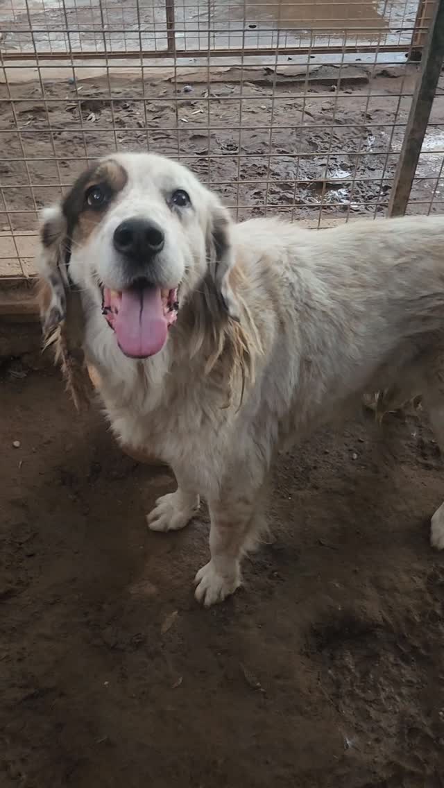 Introducing Clarence✨️
Clarence is another of our recent government shelter rescues, saved from a shelter in north east Turkey - an area where there are very few rescuers and animal lovers, and the dogs have little hope of a better life.
Clarence is a middle-aged dog, who probably spent his whole life living on the streets as a 'neighbourhood dog' - being fed by local animal lovers, and never bothering anyone. He may not have had a home, but he was most likely pretty content with his life. Then the 'Massacre Law' made his life on the streets illegal, and he was rounded up and taken to the government shelter. He had lost his freedom, and had to live in a crowded kennel. A local animal lover saw how unhappy he was, and asked us for help.
Clarence has clearly gone without proper care for a while. His fur is very dirty and is terribly matted.
All Clarence wants is to be safe and loved, but he has never been able to experience what it is like to have a loving home before. We hope we will be able to find him the home he so deserves, so he can spend his final years in safety and comfort.
Clarence will be available for adoption soon.
A huge thank you to H.A.D.A. Home and Away Dog Aid for sponsoring his rescue!