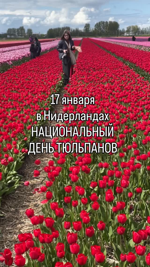 Когда на улице зима, хочется весны, тепла, солнца и цветов! На самом деле, чтобы подготовиться к поездке в апреле, лучше не затягивать и начинать уже «завтра»😅
Тогда вы сможете хорошо сэкономить на билетах и отелях, найти самые лучшие локации для сна прямо среди полей!
#нидерланды🇳🇱 #nationaletulpendag #тюльпаныамстердам #tulipseason🌷